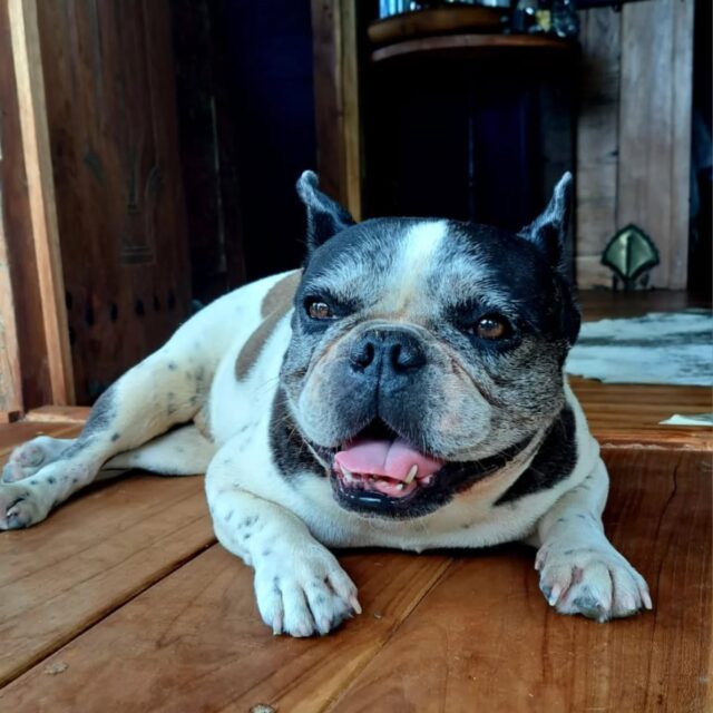 Montě, the Legend, the Captain of the Ship, the Salty Mascot.
My Boss.....❤️
#hedoesn'tGAF
#ultimatechill 
#saltdog
#frenchbulldog 
#itsafrenchiething
