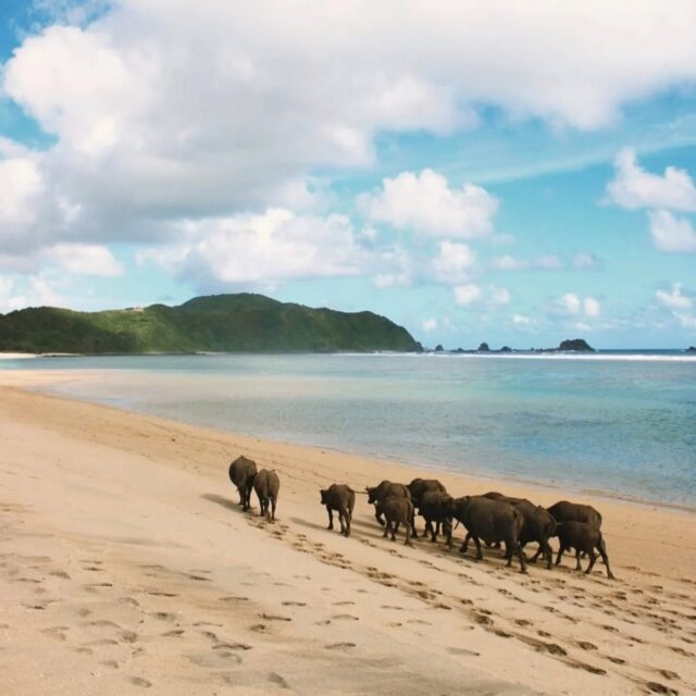 This is Paradise! 
sorry...not sorry Bali 😉

Lombok
Natural
Unspoiled
Verde.....virtually untouched. 

Can not be missed, come find your beach with views for days. Get lost!

#withwine
#saltyisland
#adoptabuffalo 
#justgetlost
#notfinguredlikebali