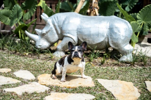 Morning checklist:
☑ Sun’s out
☑ Dog’s happy
☑ Rhino always moving forwards

#comesayhitoMonte
#saltysiestastays
#winfredsapartment
#selongbelanak