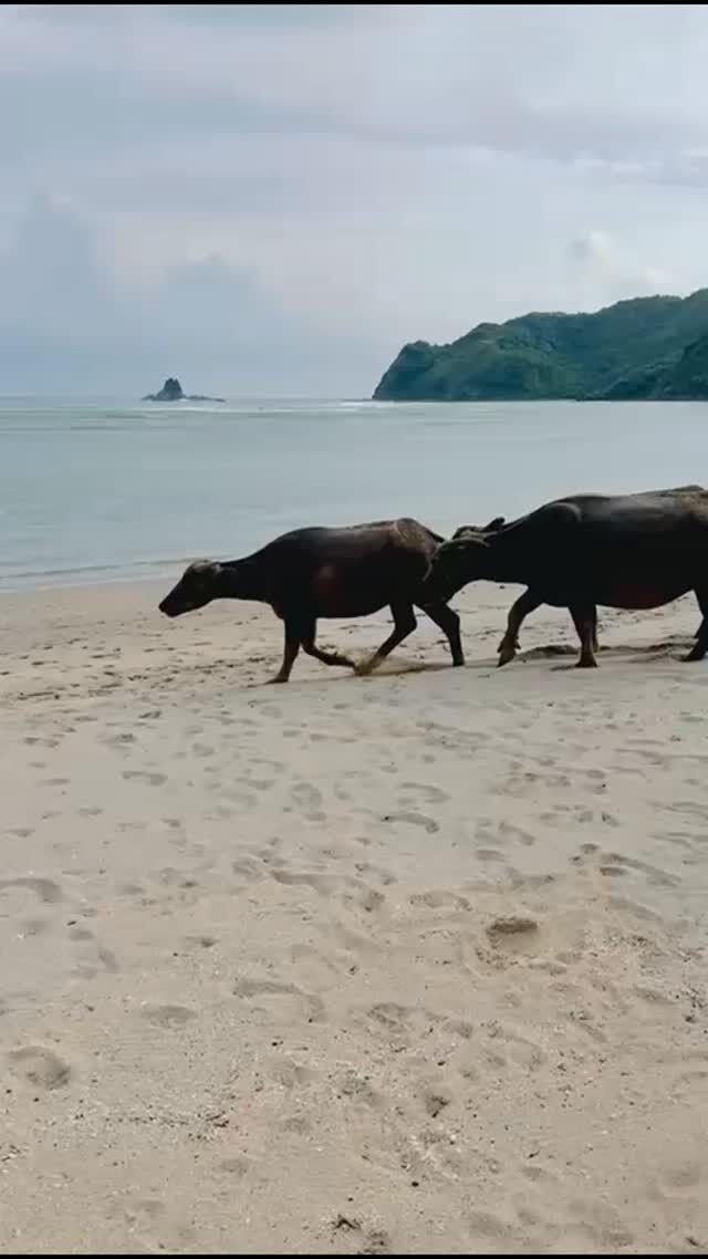 Morning beach walks with the locals
#saltywalks
#saltedbuffalosteaks
#doesntgetbetterthanthis